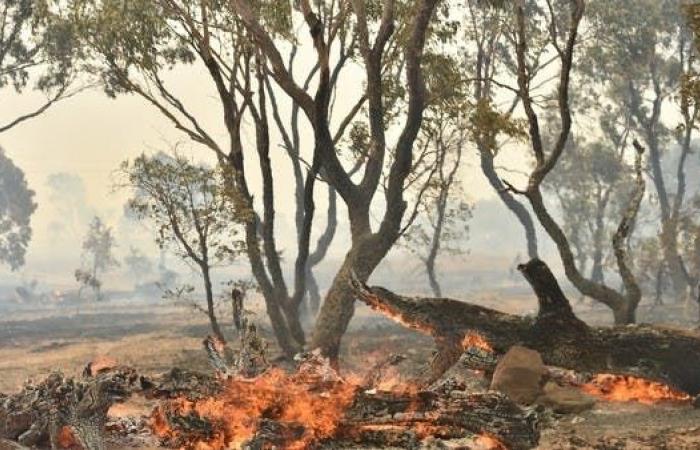 دخان حرائق أستراليا قتل 445 شخصاً وتسبب بمشاكل صحية لـ4600