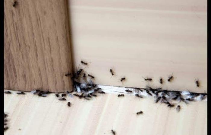 كيفية إبادة مستعمرات النمل التي تغزو منزلك بأمان