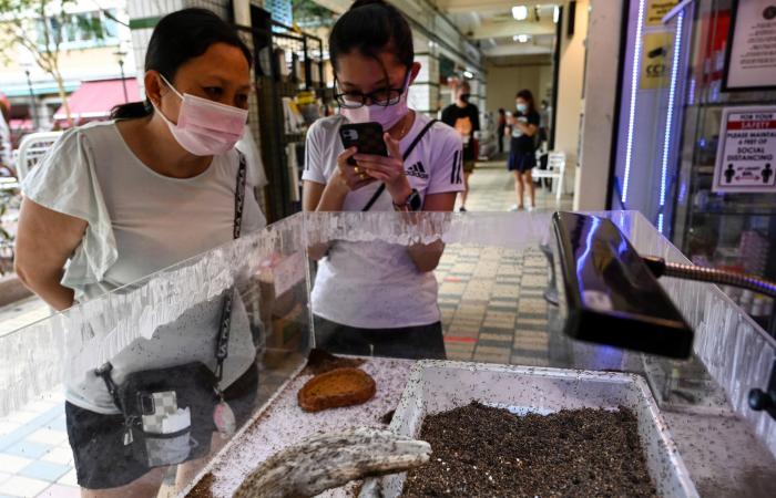 متجر في سنغافورة لبيع النمل.. كحيوانات أليفة