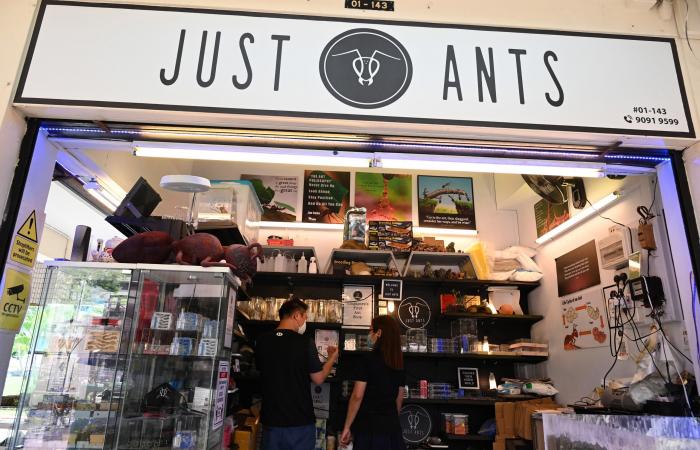 متجر في سنغافورة لبيع النمل.. كحيوانات أليفة