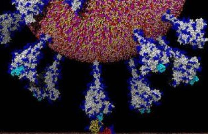 اليابان تطور اختبار أجسام مضادة لفيروس كورونا باستخدام ديدان القز