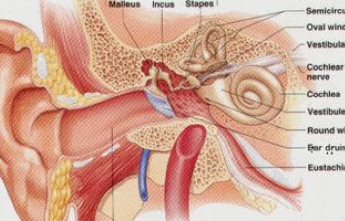 ما هى أنواع وأسباب التهاب الأذن الوسطى؟