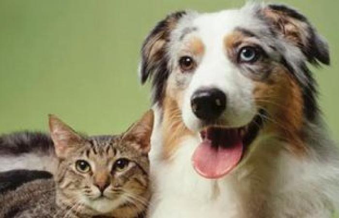 هل يجب تطعيم الكلاب والقطط بلقاحات كورونا؟ دراسة توضح