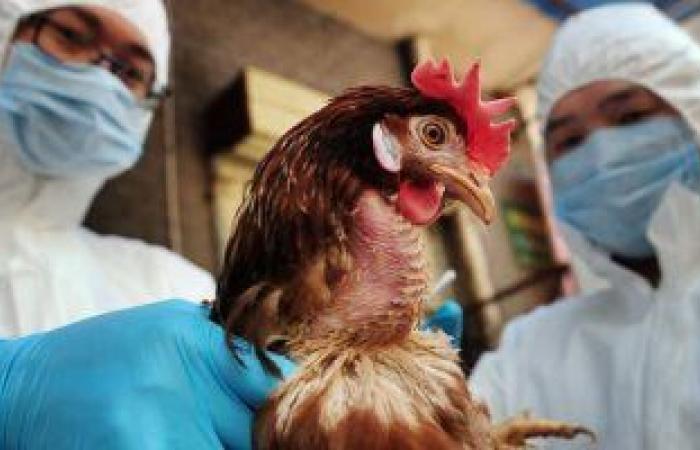 تعرف على أعراض الإصابة بإنفلونزا الطيور ونصائح الوقاية منها
