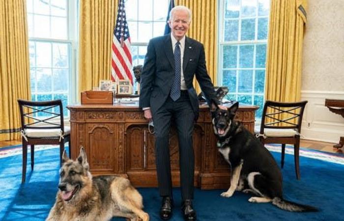 حادث عض في البيت الأبيض.. وقرار بشأن كلبي بايدن