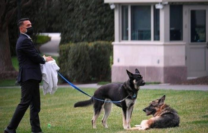كلب بايدن المشاغب يتلقى تدريبا للتكيف مع حياته بالبيت الأبيض
