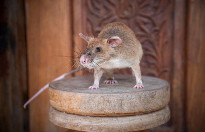 "الفأر البطل" كاشف المتفجرات يتقاعد عن العمل