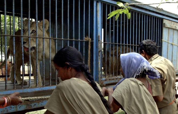 نفوق لبؤة وسط تفشي كورونا بين أسود حديقة حيوانات في الهند