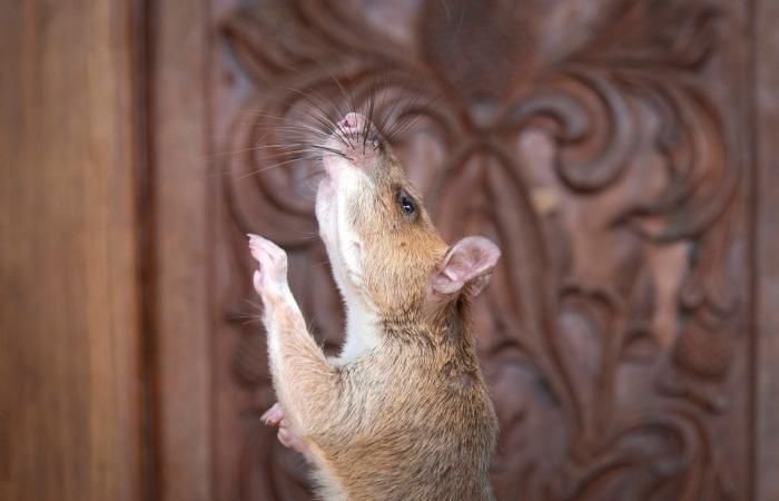 "الفأر البطل" كاشف المتفجرات يتقاعد عن العمل