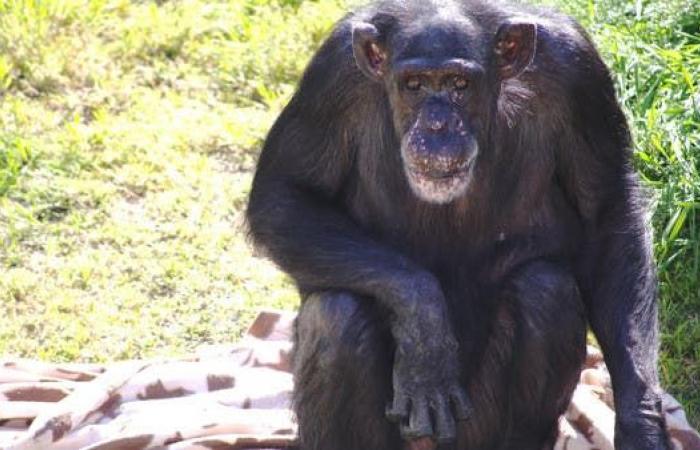 عن عمر ناهز 63 عاما.. نفوق أكبر شمبانزي في أميركا
