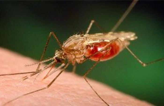 6 علاجات منزلية تساعد فى التعافى من لدغات الحشرات
