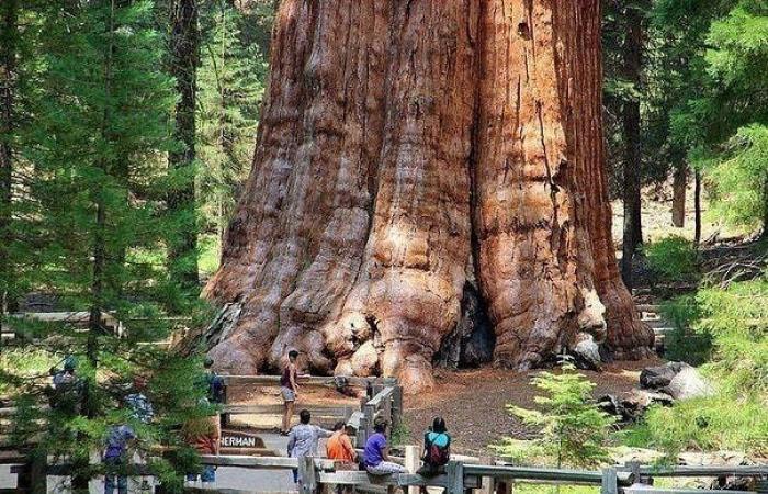 صورها مبهرة.. محاولات لإنقاذ أكبر شجرة في العالم