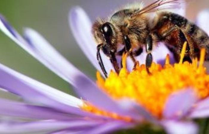 تجربة هولندية لتدريب النحل على تحديد العينات المصابة بفيروس كورونا