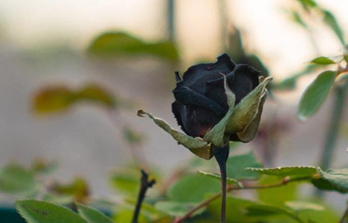تركيا تشهد ازدهاراً في إنتاج الورود السوداء ذات الرائحة المميزة