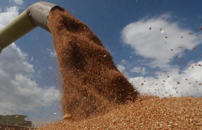 مصر تؤمن احتياجاتها طويلة الأجل من القمح.. نفذت أكبر مناقصة شراء خلال عقد