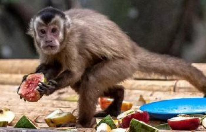 علماء فرنسيون: جدرى القرود يمكن القضاء عليه عند درجة حرارة 60 مئوية