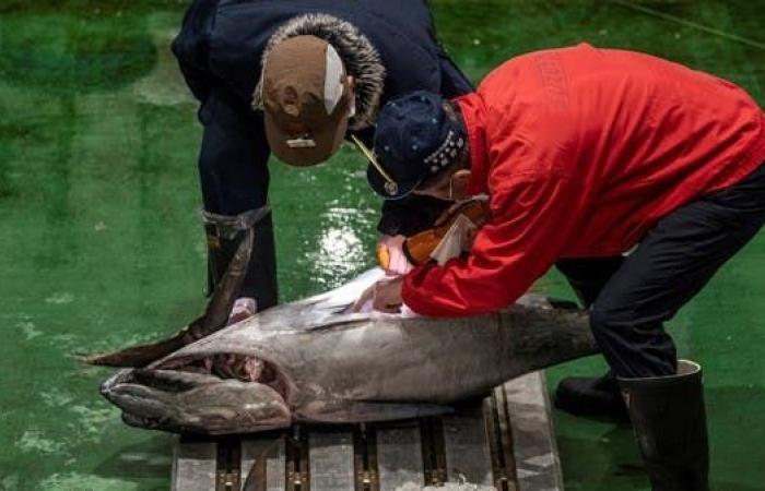 بأول مزاد في اليابان بـ2023.. بيع سمكة تونة بـ 266 ألف دولار