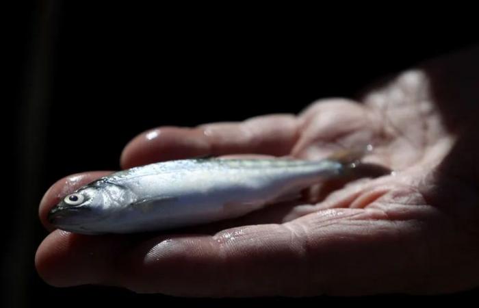تناول هذه السمكة يعادل شرب مياه ملوثة لـ30 يوماً!