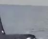 حوت 'أوركا' يزور لبنان مجدداً.. 50 متراً فصل بينه وبين زوار عين المريسة! (فيديو)