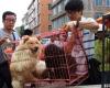 رويترز: أول مدينة صينية تحظر تناول لحوم القطط والكلاب