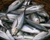 'الأسواق الاستهلاكية': لا أسماك ملوثة في سوق الكرنتينا.. وساعدنا بضبط كميات منها