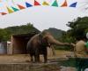 نجمة غناء شهيرة تزور باكستان لمساعدة "فيل وحيد"