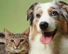 هل يجب تطعيم الكلاب والقطط بلقاحات كورونا؟ دراسة توضح