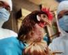 تعرف على أعراض الإصابة بإنفلونزا الطيور ونصائح الوقاية منها