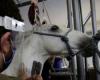 دراسة صينية: عشرات الثدييات قد تصاب بكورونا منها الخيول والدلافين