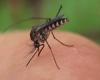 ماذا يحدث بجسمك عند التعرض للدغات الملاريا وما أبرز العلاجات المنزلية؟