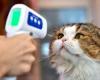 ما هو مرض خدش القطط وما أبرز أعراضه ومضاعفاته؟
