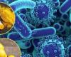 6 أغذية تحارب البكتيريا والجراثيم بشكل طبيعى.. منها الزنجبيل والعسل
