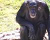 عن عمر ناهز 63 عاما.. نفوق أكبر شمبانزي في أميركا