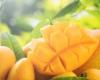 6  أطعمة تعزز المناعة وصحة الجسم.. منها البرتقال والمانجو