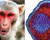 هل مضادات الفيروسات تعالج الإصابة بجدري القرود؟ دراسة تجيب