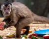بعد تسميمها فى البرازيل.. الصحة العالمية: لا يوجد صلة بين القرود وجدرى القرود