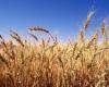 قرار لوزير الاقتصاد بشأن استيراد دقيق القمح
